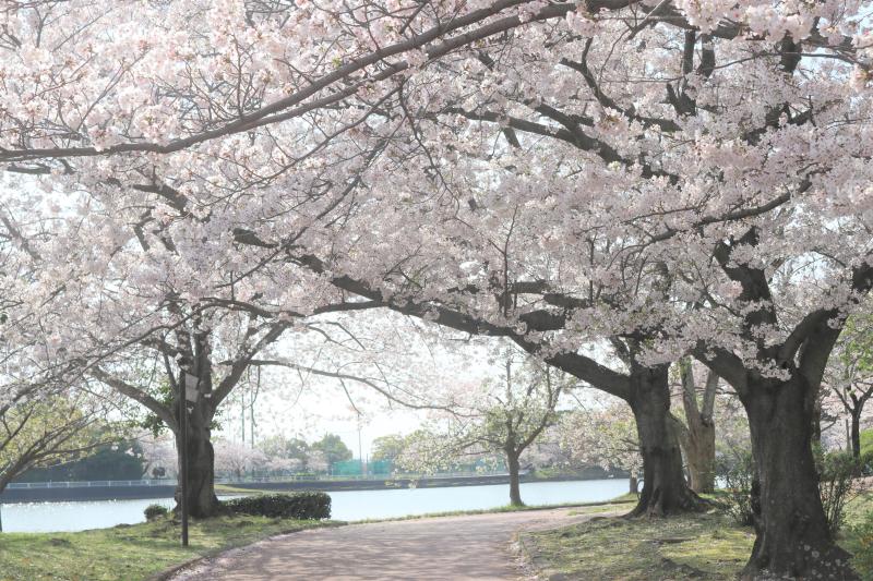 画像（駕与丁公園の桜）